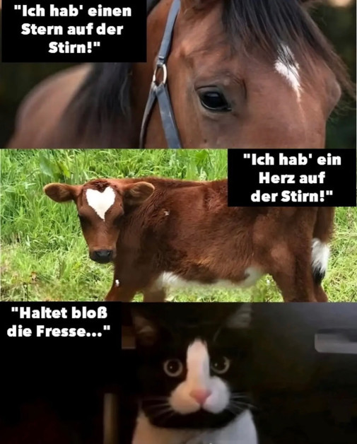 prekladať snáď netreba